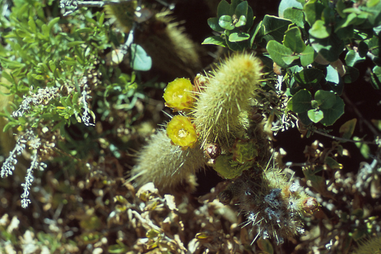 Файл:Bergerocactus emoryi1MIBEA.jpg