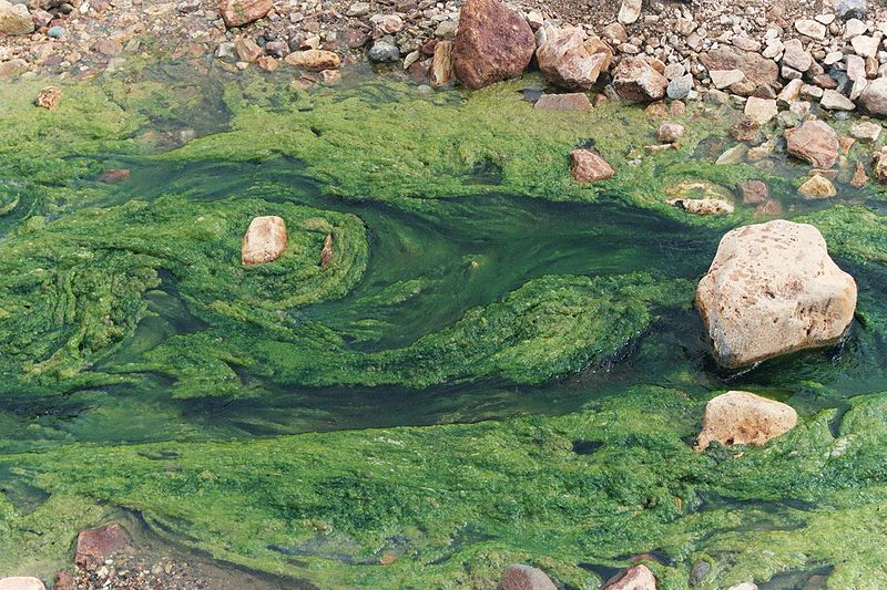 Файл:800px-Algues eau douce.jpg
