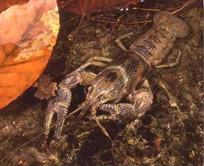 Файл:Crayfish.jpg