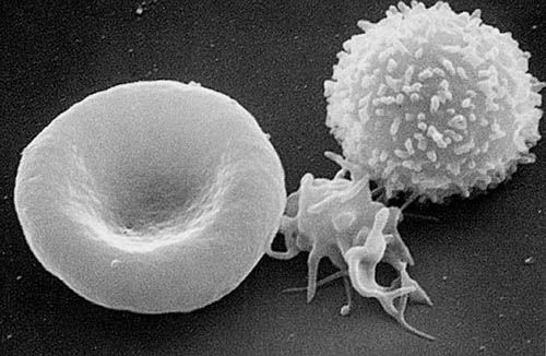 Файл:Red White Blood cells.jpg