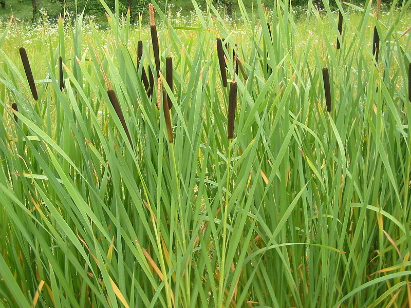 Файл:800px-Typha latifolia 02 bgiu.jpg