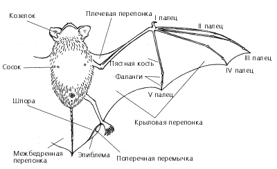 Файл:Bat body.gif