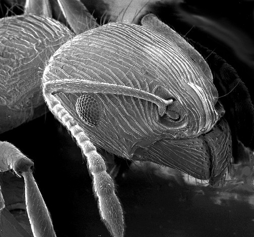 Файл:An ant as imaged using a scanning electron microscope (SEM).jpg