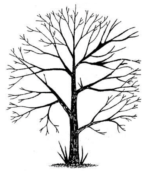 Файл:Arboriculture_Req._9_Graphic.png