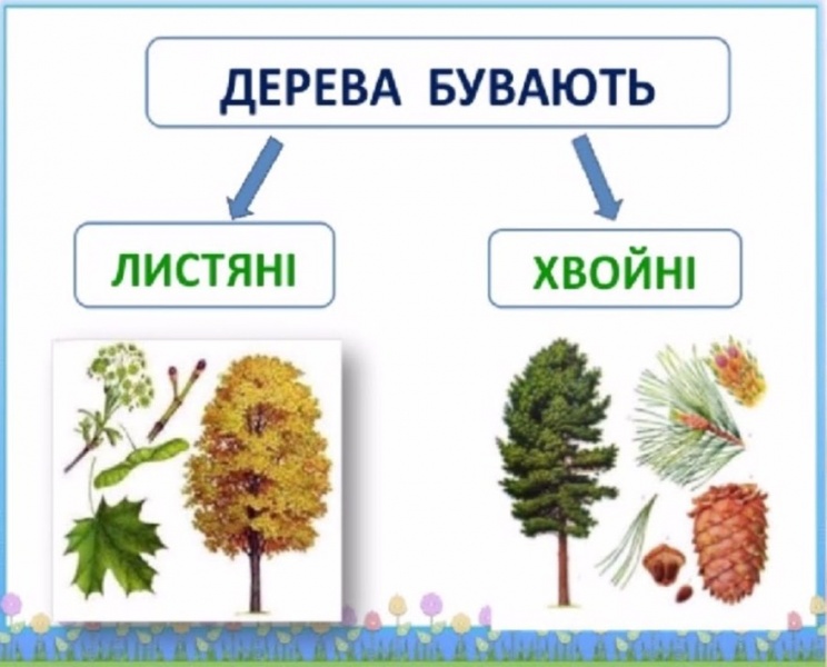 Файл:Види дерев.jpg