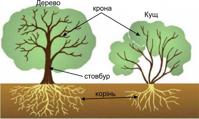 Файл:Відмінності дерева кущі.jpg