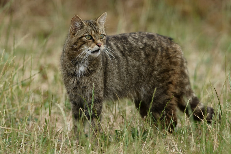 Файл:Кіт лісовий (Felis silvestris).png