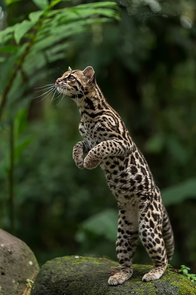 Файл:Леопард Віда (Leopardus wiedii).png