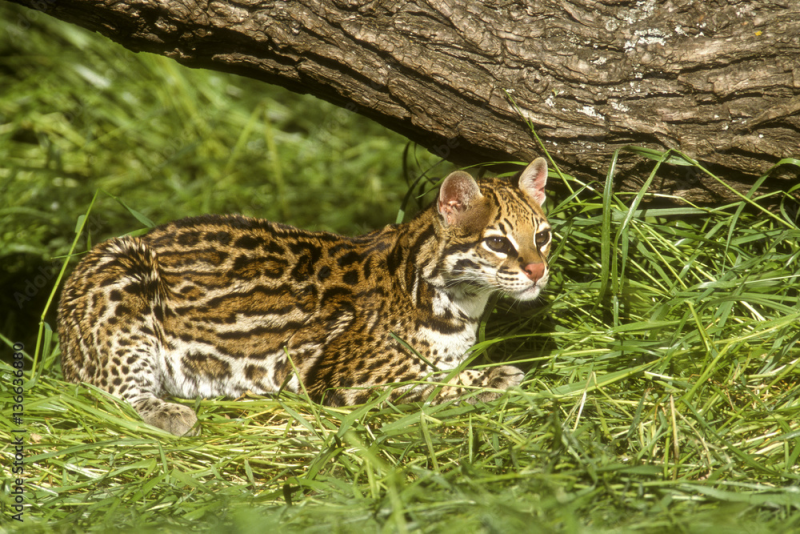 Файл:Оцелот (Leopardus pardalis).png
