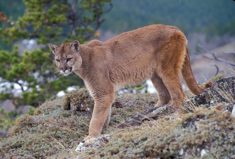 Файл:Пума (Puma concolor).png