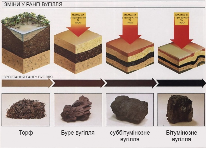 Файл:Формирование угля.jpg