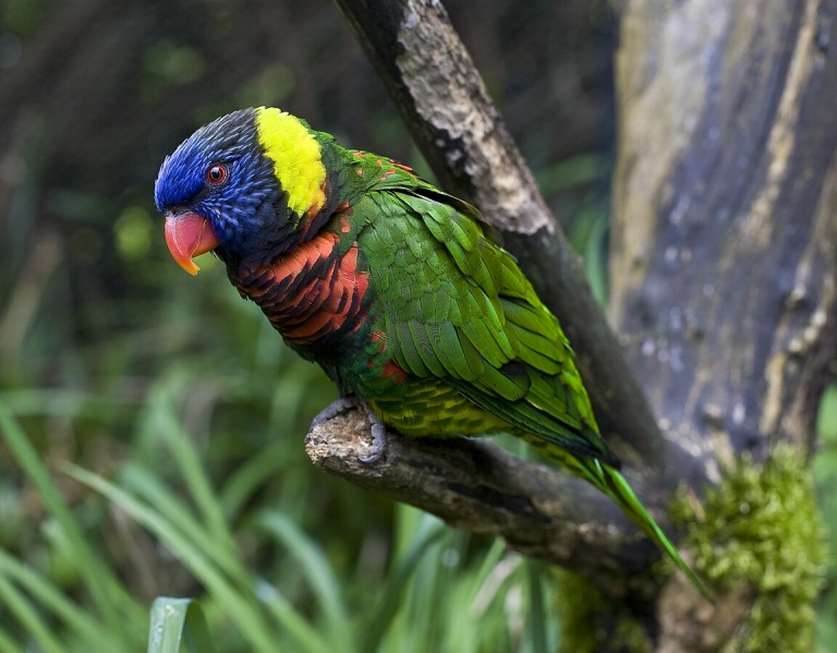 Файл:1152px-RainbowLorikeetOregonZoo.jpg