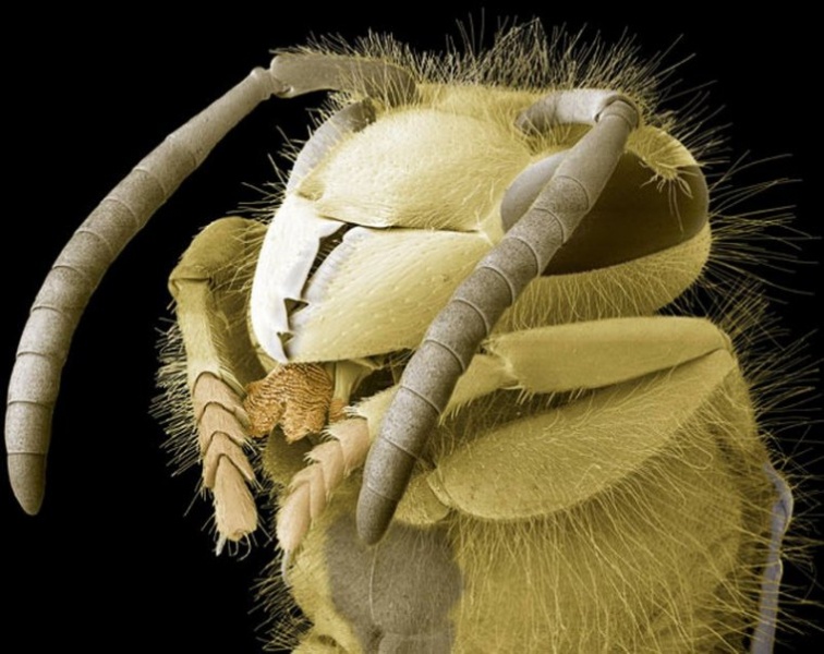 Файл:1268253804 insects-01.jpg