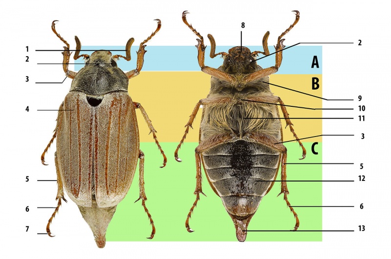 Файл:1280px-Melolontha melolontha insect morphology.jpg