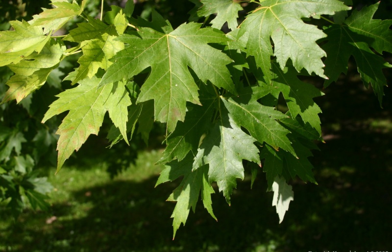 Файл:Acer-saccharinum-leaves.JPG