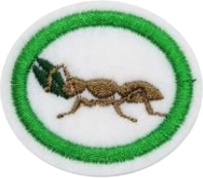 Файл:Ants AY Honor.png