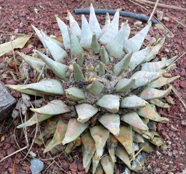 Файл:Ariocarpa retusus 1.jpg