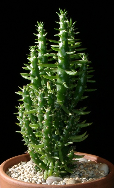 Файл:Austrocylindropuntia subulata0.jpg