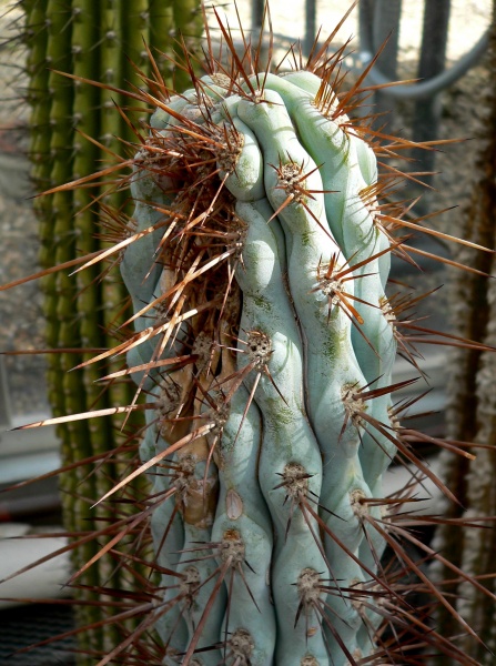 Файл:Azureocereus imperator 3.jpg