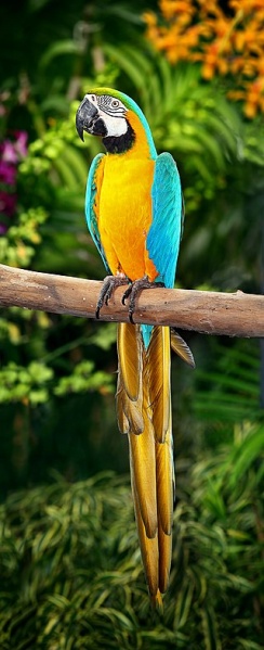 Файл:Blue-and-Yellow-Macaw.jpg