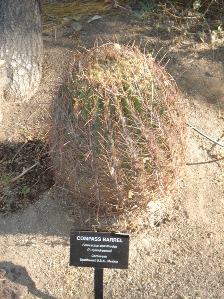 Файл:Cactaceae-compass barrel.jpg
