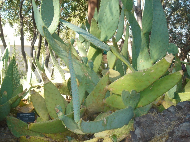 Файл:Cactaceae-cows tongue.jpg