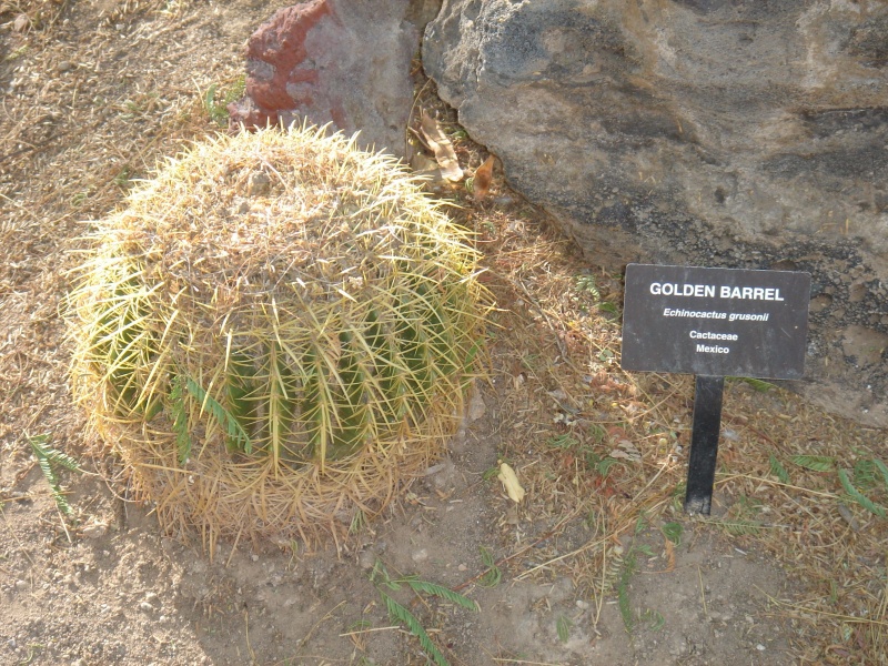 Файл:Cactaceae-golden barrel.jpg