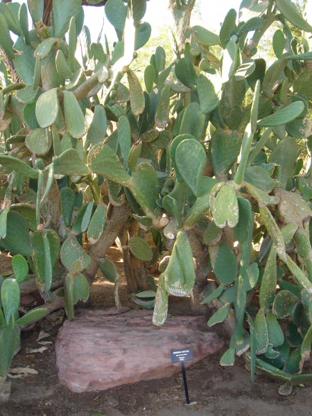 Файл:Cactaceae-mission cactus.jpg