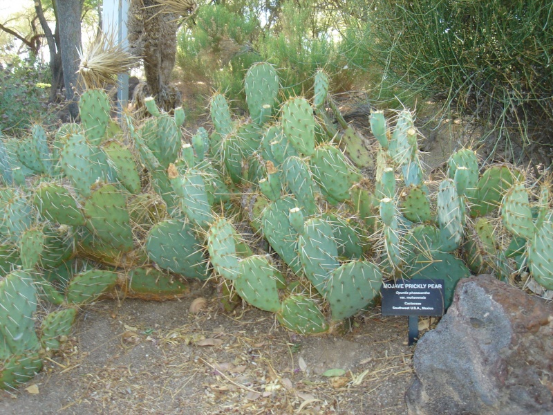 Файл:Cactaceae-mojave prickly pear.jpg