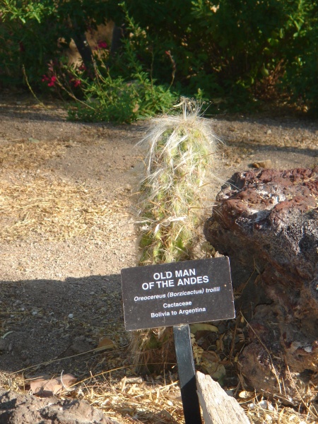 Файл:Cactaceae-old man of the andes.jpg