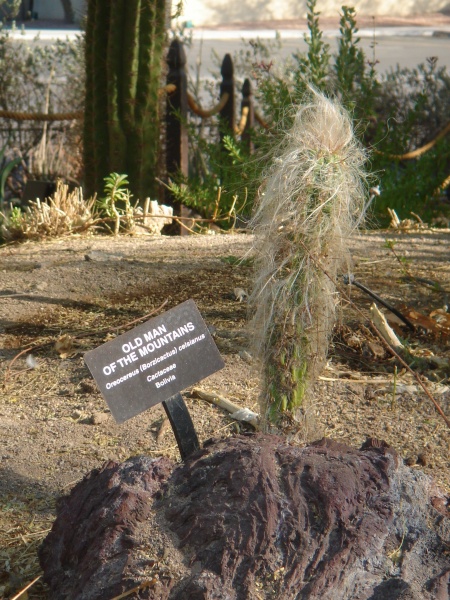 Файл:Cactaceae-old man of the mountains.jpg
