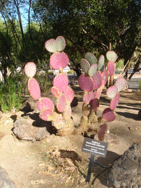 Файл:Cactaceae-purple pancake cactus.jpg