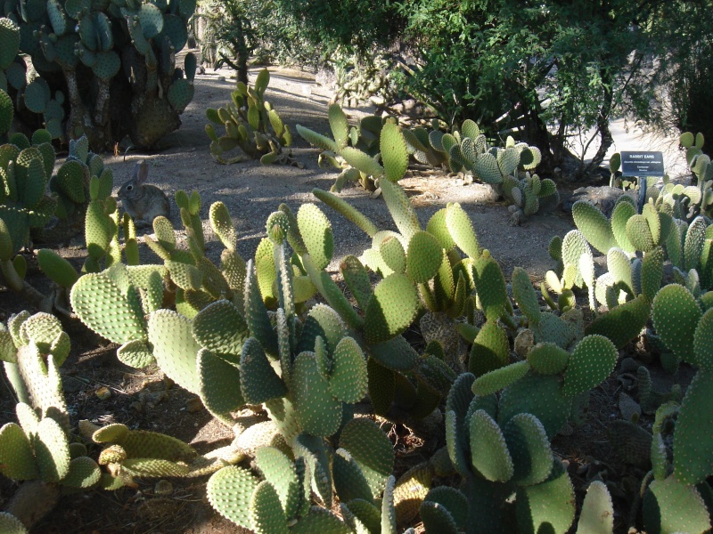 Файл:Cactaceae-rabbit ears-with-rabbit.jpg