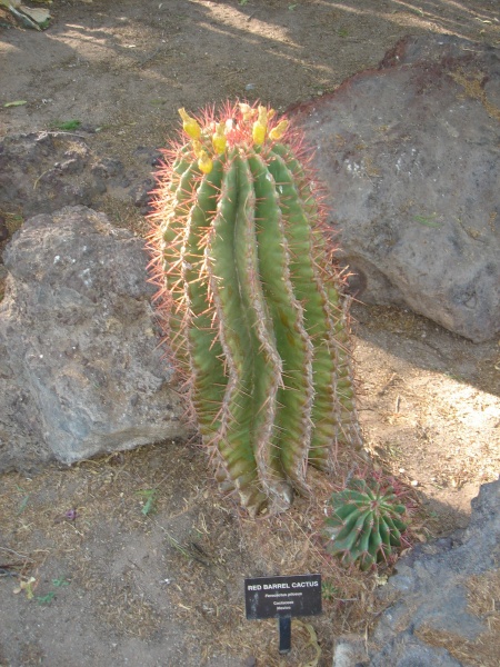 Файл:Cactaceae-red barrel cactus.jpg