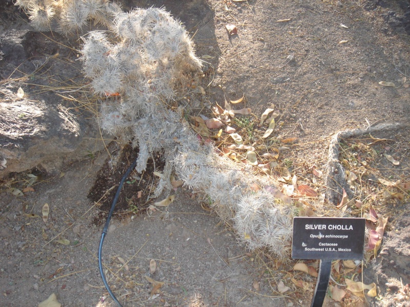 Файл:Cactaceae-silver cholla.jpg