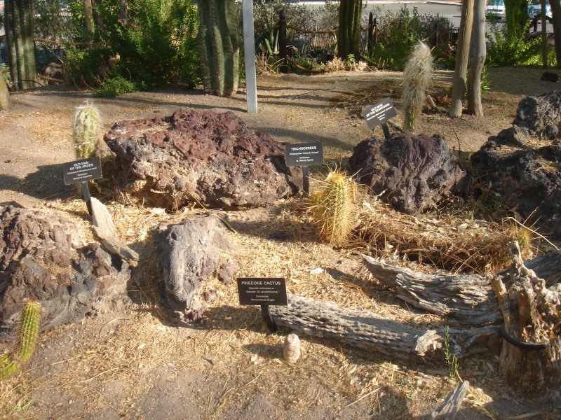 Файл:Cactaceae-south american.jpg