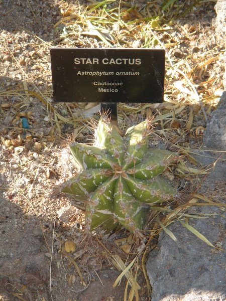 Файл:Cactaceae-star cactus.jpg