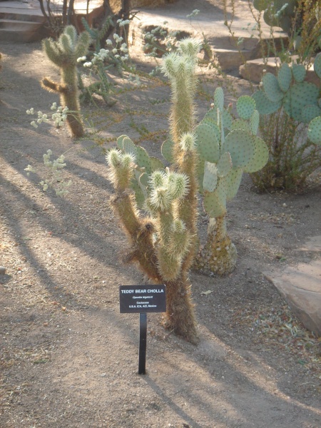 Файл:Cactaceae-teddy bear cholla.jpg