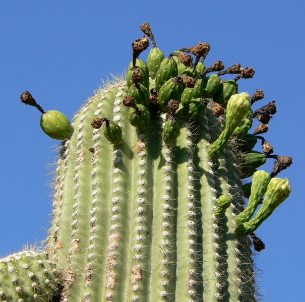 Файл:Carnegiea gigantea top.jpg