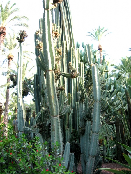 Файл:Cereus-peruvians1.jpg