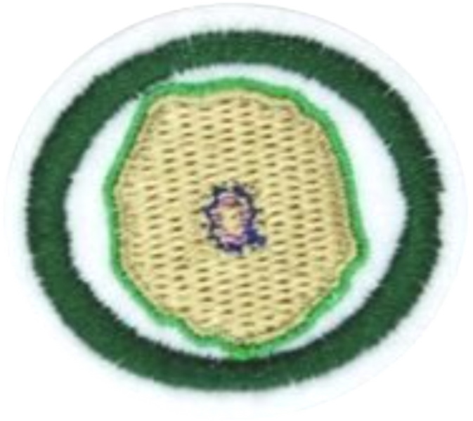 Файл:Cytology AY Honor.png