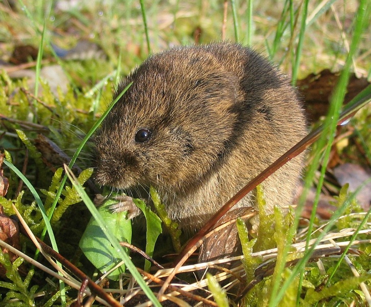 Файл:Feldmaus Microtus arvalis.jpg