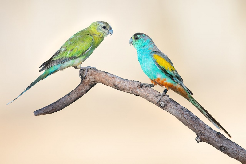 Файл:Golden-shouldered Parrot 0A2A7450.jpg