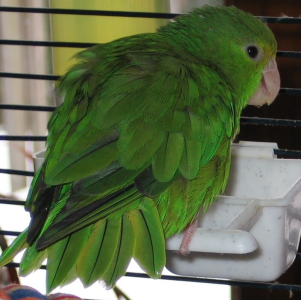 Файл:Green-rumped Parrotlet (Forpus passerinus).jpg
