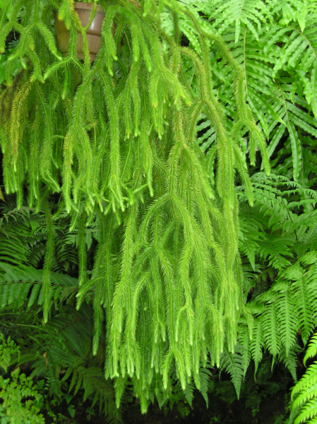 Файл:Lycopodium squarrosum.png