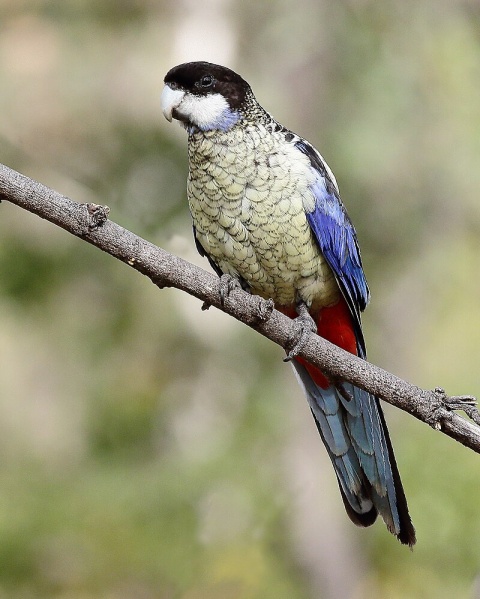 Файл:Northern Rosella 3905.jpg