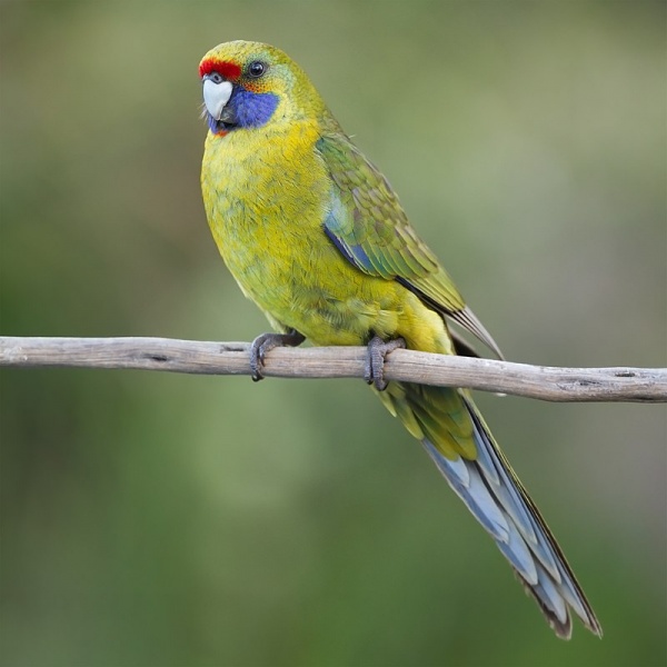 Файл:Platycercus caledonicus - Melaleuca.jpg