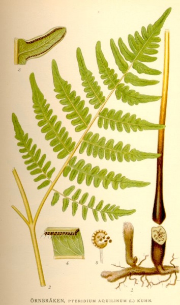 Файл:Pteridium aquilinum nf.jpg
