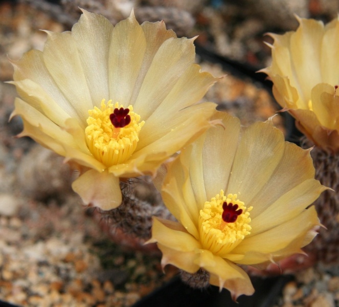 Файл:Pterocactus kuntzei.jpg