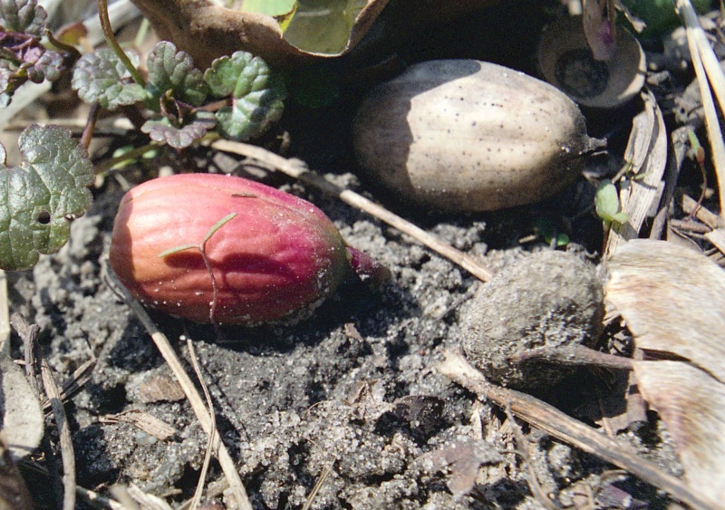 Файл:Quercus robur acorn.jpg